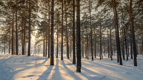 Sunset in the wood between the trees in winter Stock Footage 87770872