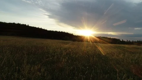 Sunset in the wood. Video stock 90510927