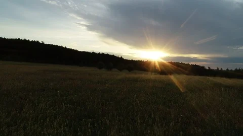 Sunset in the wood Stock Footage 90511135