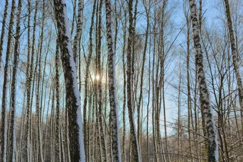 Sunset in the wood Stock Photos