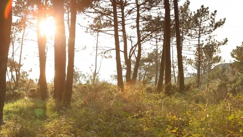 Sunset in a wooded landscape Stock Footage 99118078