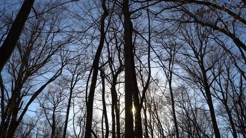 Sunset in Woods Stockbeeldmateriaal 86562602