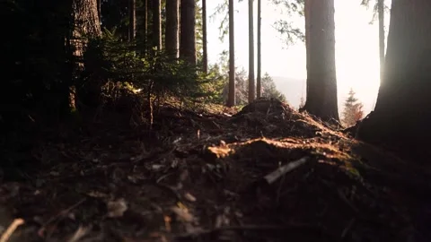 Sunset in woods Stock-Footage 152333266