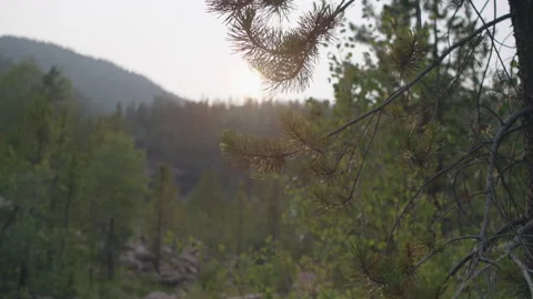 Sunset in Woods Stock Footage 167769091