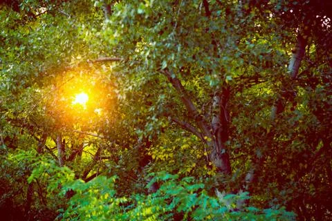 Sunset in the woods Stock Photos