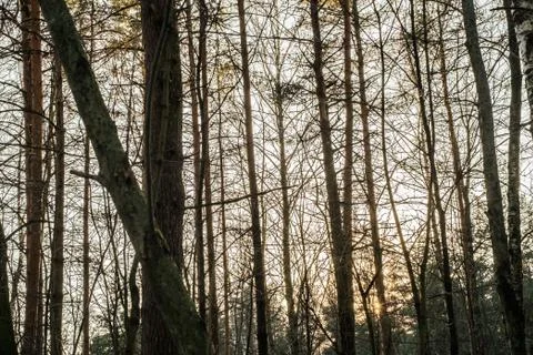 Sunset in the woods Stock Photos