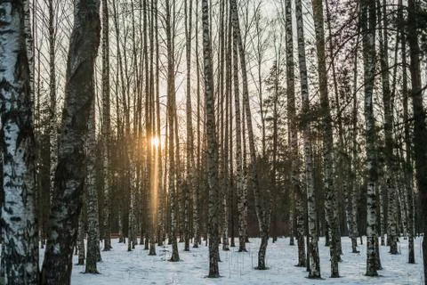 Sunset in the woods Stock Photos