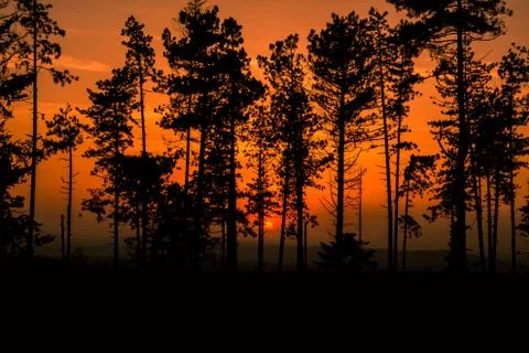 Sunset in the woods Stock Photos