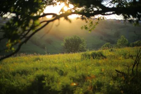 Sunset in the woods. Stock Photos