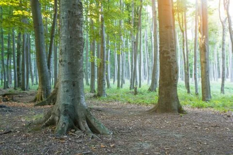 Sunset in the woods Stock Photos