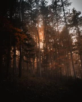 Sunset in the woods Stock Photos