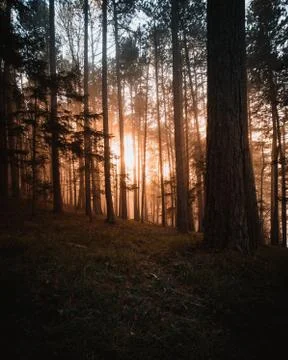 Sunset in the woods Stock Photos