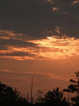Sunset in the Woods 스톡 사진