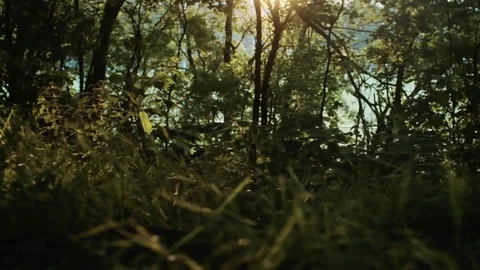 Sunset In The Woods. The Sun Shining Through The Trees Stock Footage