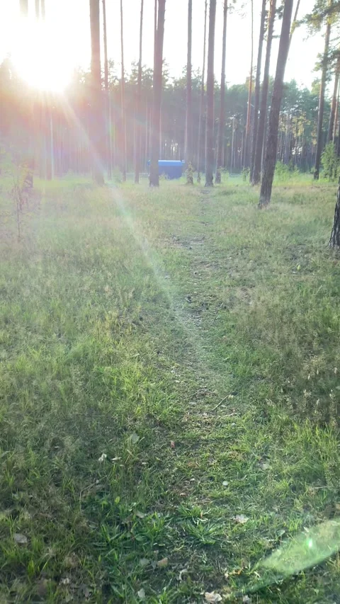 Sunset in the woods. Vertical video Stock Footage 281177386