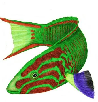 Sunset wrasse Illustrazione stock