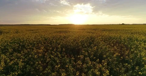 Sunset in the yellow field Stock Footage 95064790