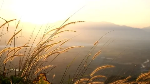Sunset with yellow grassland on mountain Stock Footage 90237468