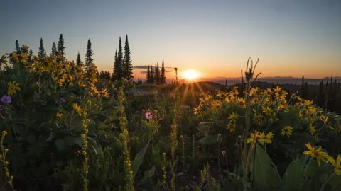 Sunset in yellow mountain flower full bloom Stock Footage 167336428