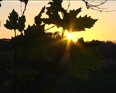 Sunset2 Stock-Footage 22890795