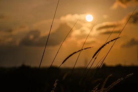 Sunset,In,The,Garden,With,Some,Grass Stock Photos