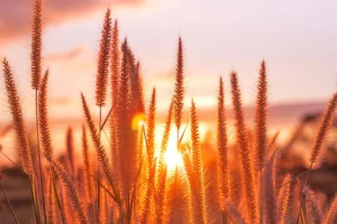 Sunset/grass flower with sunset background. Stock Photos