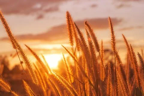 Sunset/grass flower with sunset background. Stock Photos