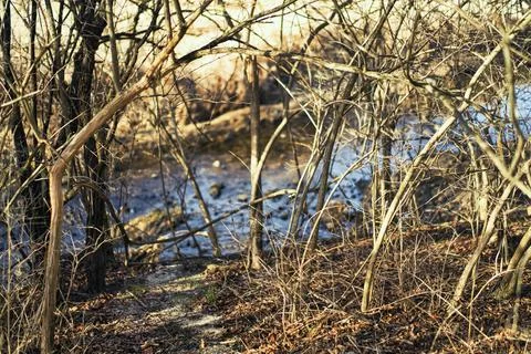 Sunsets- Impact- Trees with River Path Stock Photos
