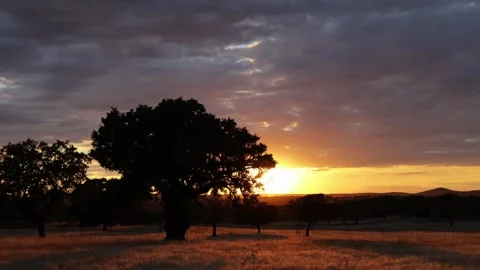 Sunsets Over a Field with Beautiful Oak Tree, Plasencia, Extemadura, Spain Stock Footage 320157402