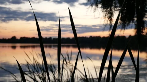 SunsetThroughGrass Stock Footage 145090233