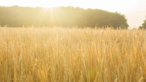 Sunsetting across a wheat field Video stock 104196006