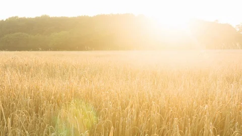 Sunsetting across a wheat field Video stock 104196535