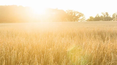 Sunsetting across a wheat field Video stock 104197182