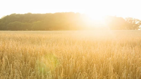 Sunsetting across a wheat field Video stock 104198234
