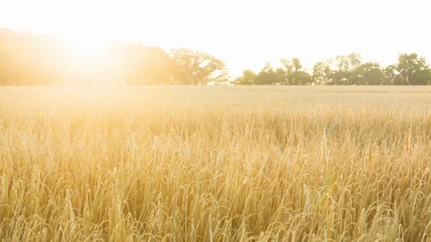 Sunsetting across a wheat field Video stock 104198795