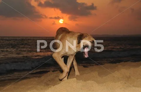 Sunsetting Behind The Dog In The Ocean.
