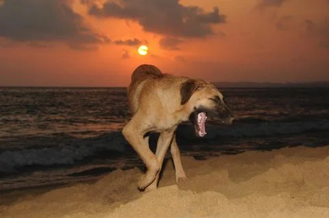 Sunsetting behind the dog in the ocean. Stock Photos