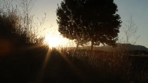 Sunsetting behind lone tree Stock Footage 46832542