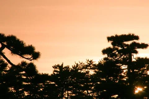 Sunsetting behind pine trees Stockfoto's