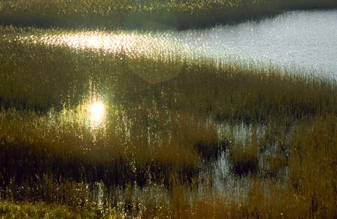 Sunsetting on Marsh Grasses Stock Photos
