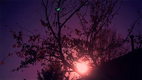 Sunsetting Over Tree and house Stock Footage 69999268