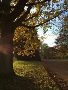 Sunsetting tree Fotos Stock