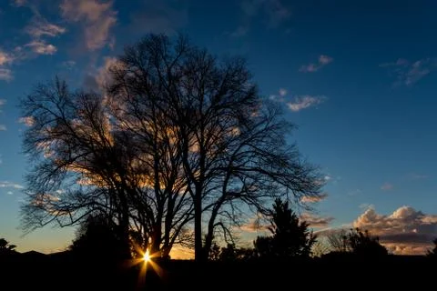 Sunsetting winter trees Foto stock