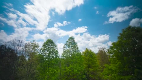 SunsetTrees Timelapse-01 Stock Footage 244799468