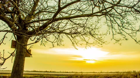 Sunsetunset time lapse with tree and passing car lights Stock Footage 44494090