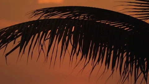 Sunshade and palm tree in the sunset at a beach with a red sky in the tropes. Video stock 115907984