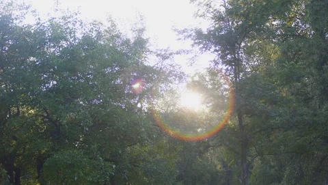 Sunshine-01-4k Stock Footage 101955639