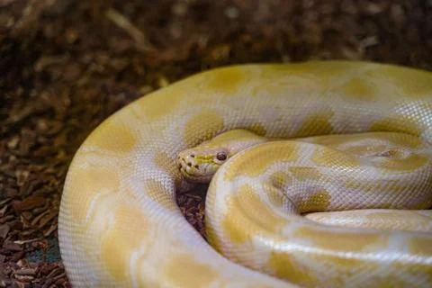 Sunshine the albino Burmese python Stock-Fotos