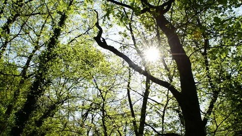 Sunshine and green Stock Footage 74209716