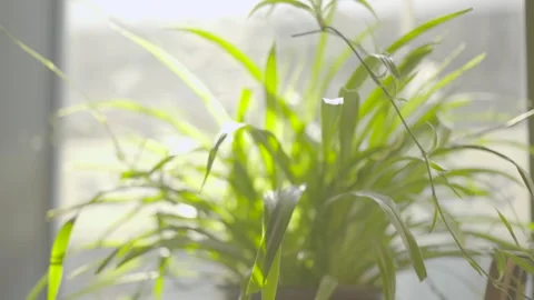 Sunshine and green plants Stock Footage 151190153